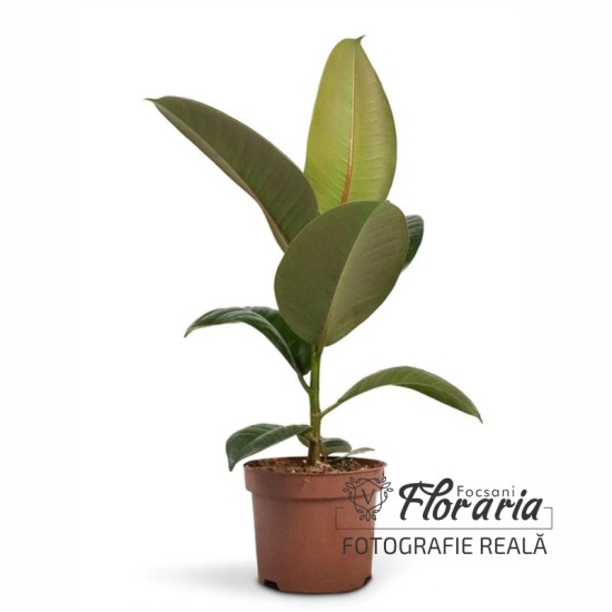 Planta Ficus 50 cm Planta Ficus 50 cm