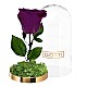 Trandafir Criogenat Purple Velvet