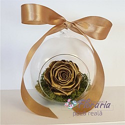 Trandafir Gold criogenat in terrarium
