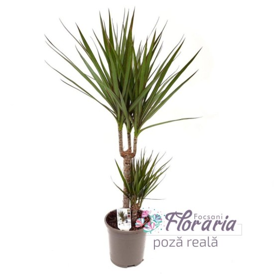 Dracaena Marginata with 2 cm stems in pots